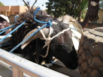 03 Le Mouton Peut Commencer Son Grand Voyage